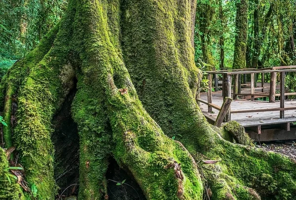 Beleza Musgo Agarrado Árvores Floresta — Fotografia de Stock