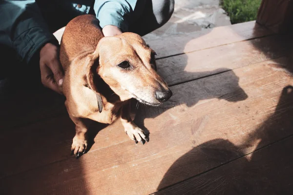Küçük Kırmızı Şirin Dachshund Köpeği — Stok fotoğraf