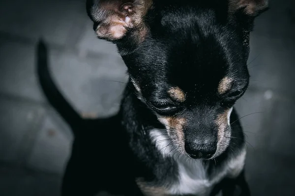 Petite Belle Poche Nimble Noir Mignon Chihuahua Chien Dans Cour — Photo
