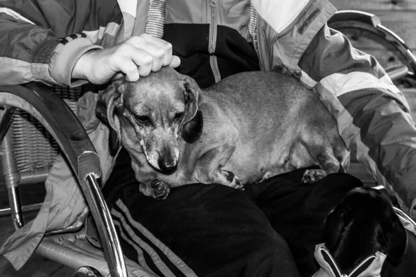 Bir Adamın Kucağında Akıllı Köpeği Dachshund — Stok fotoğraf
