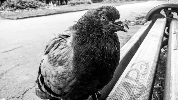 Une Grande Sorte Confiance Curieux Pigeon Ville — Photo