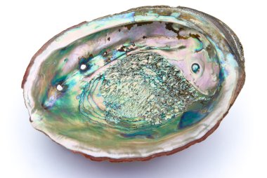 Abalone shell inside with clipping path clipart