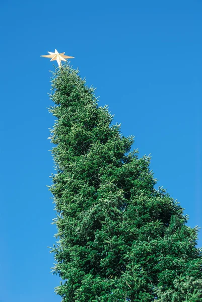 Top of a huge christmas tree — Stock Photo, Image