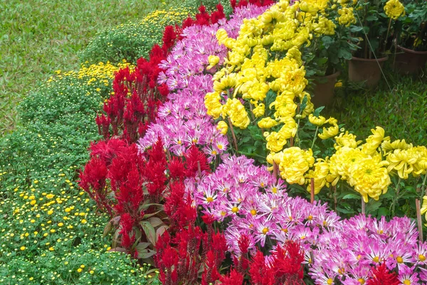C alakú színes csíkok, krizantém, virágok — Stock Fotó