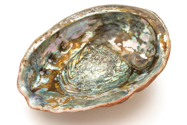 Abalone shell inside with clipping path — Zdjęcie stockowe