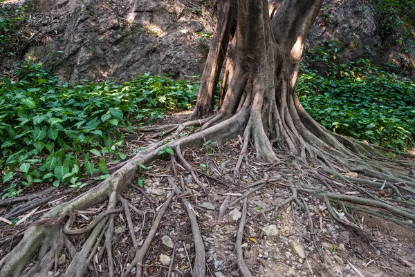 Raíz de árbol — Foto de Stock