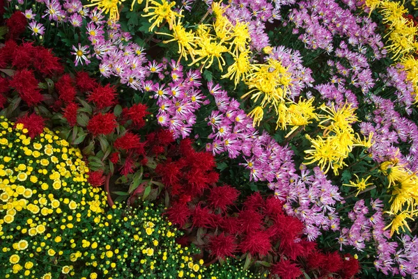 Kleur strips, chrysant bloemen — Stockfoto