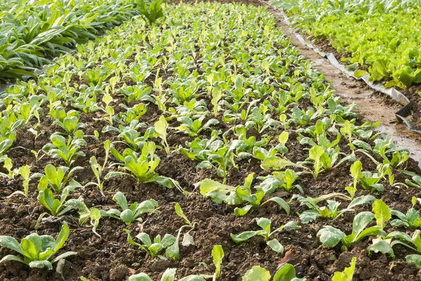 Vegetable seedlings — Stock Photo, Image