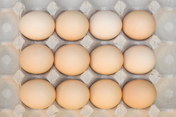 Ägg radas upp — Stockfoto