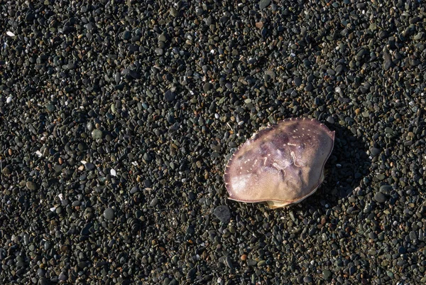 Crab on a beach with pebbles — Stock Photo, Image