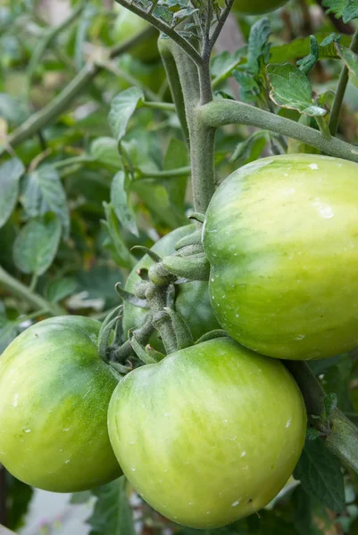 Tomates verdes crescem em galhos — Fotografia de Stock