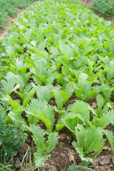 Rows of planted vegetable — Stock Photo, Image
