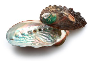 two abalone shells on a white background clipart