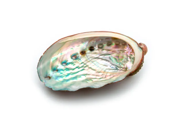 Close up de concha de abalone em um fundo branco — Fotografia de Stock
