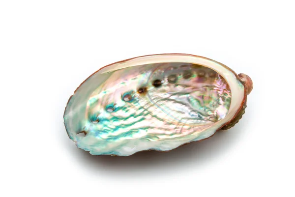 abalone kabuğu beyaz zemin üzerine yakın çekim