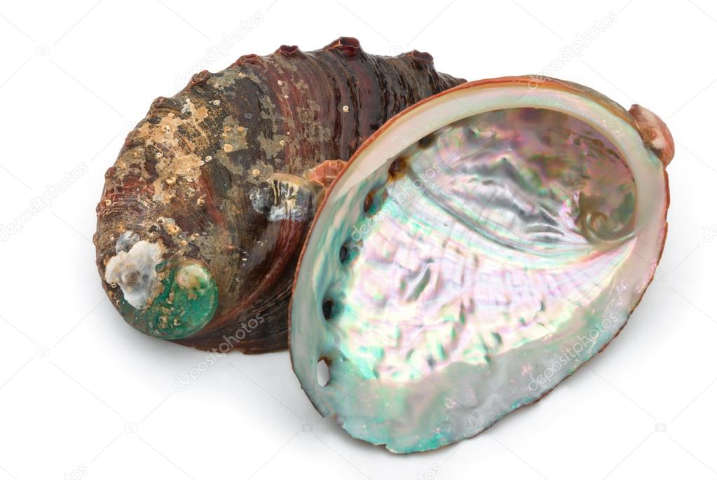 two abalone shells on a white background