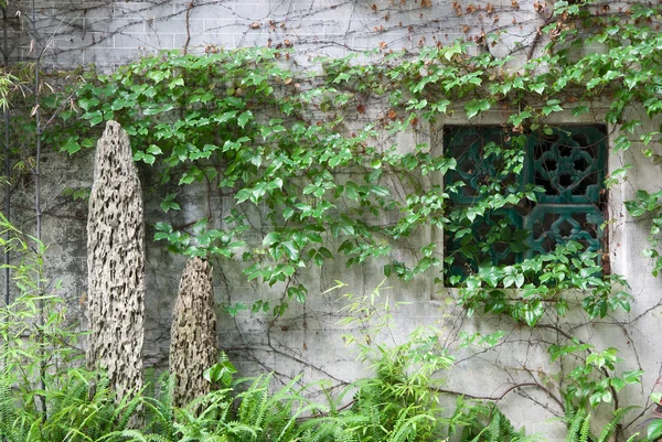 Janela cercada por plantas rastejantes hera — Fotografia de Stock