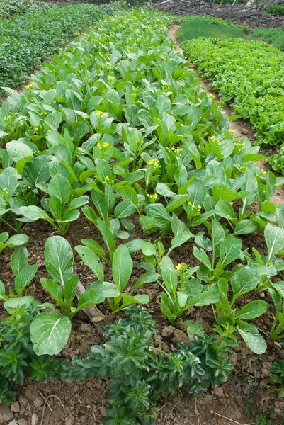 Rows of planted vegetable — Stock Photo, Image