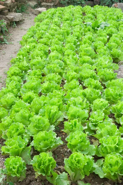 Wiersze uprawy sałaty na podwórku — Zdjęcie stockowe