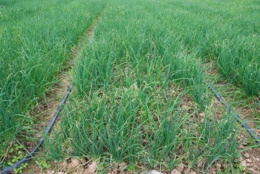 rijen van beplante lente-ui