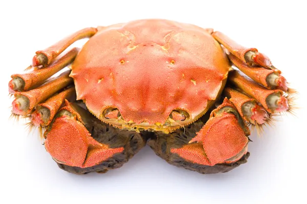 Ovanifrån kokt krabba på vit bakgrund — Stockfoto