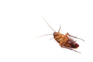 Cockroach lying with egg in bottom on white clipart