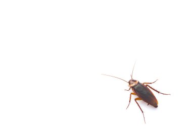 Cockroach on white with copy space clipart