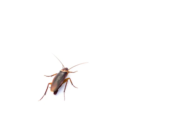 Kakkerlak op wit met kopie ruimte — Stockfoto