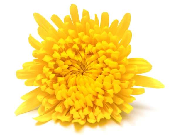 Květina žlutá chryzantéma na bílém pozadí — Stock fotografie