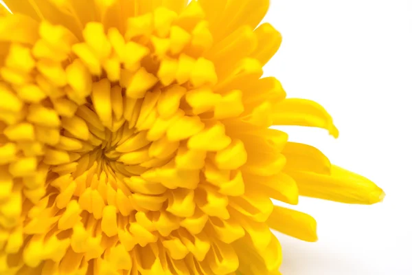 Flor de crisântemo amarelo perto — Fotografia de Stock