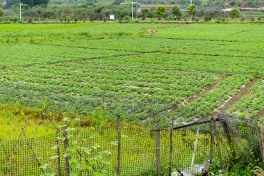 Bir köyde sıra sıra ekilmiş sebze