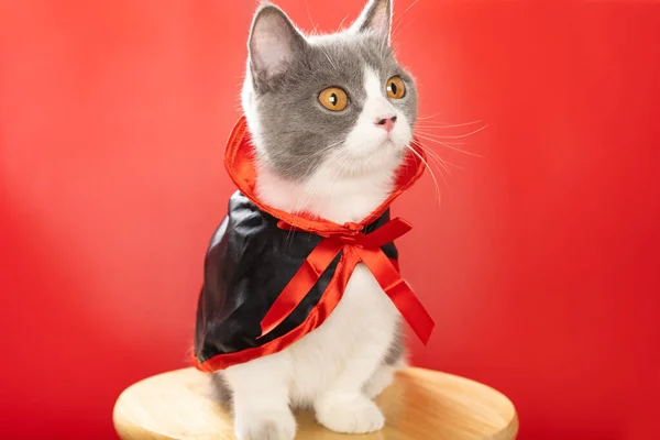 Słodkie Brytyjski Skrót Kot Siedzi Krześle Nosi Halloween Płaszcz Czarownica — Zdjęcie stockowe