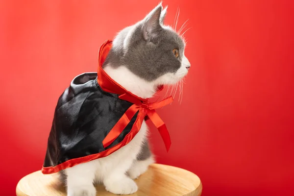 Słodkie Brytyjski Skrót Kot Nosi Halloween Wiedźma Płaszcz Siedzi Patrząc — Zdjęcie stockowe