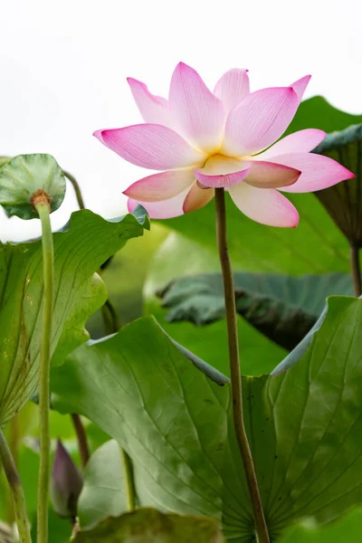Bloeiende Lotusbloemen Bij Verticale Samenstelling — Stockfoto