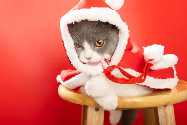 Şirin Bir Ngiliz Kısa Hava Kedisi Noel Baba Pelerini Giyer — Stok fotoğraf