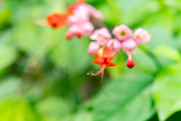 Bella Fioritura Clerodendrum Speciosum Bull Fuoco Selettivo — Foto Stock