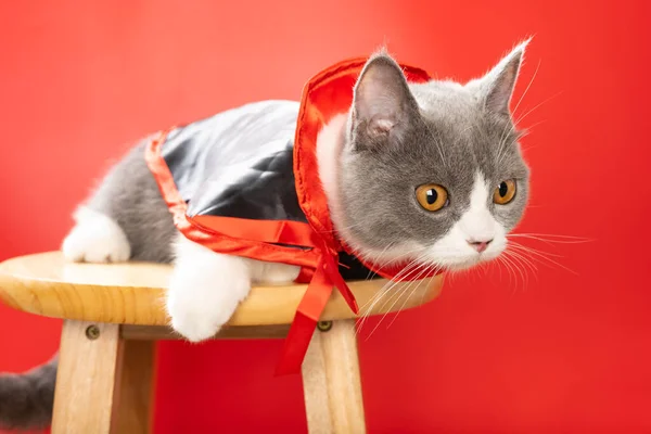 Cute British Shorthair Cat Wears Halloween Witch Cloak Looking Right — Stock Photo, Image