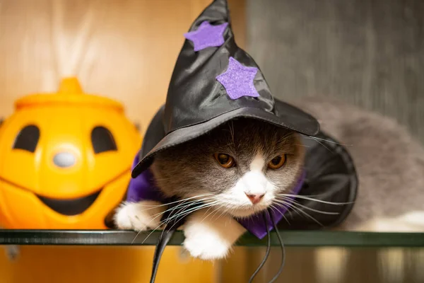 Brytyjski Kot Sukience Halloween Leżący Szkle — Zdjęcie stockowe