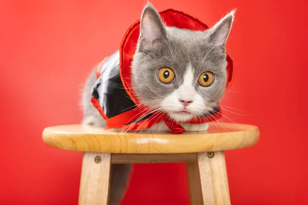 Μια Χαριτωμένη Βρετανίδα Κοντή Γάτα Φοράει Αποκριάτικο Μανδύα Μάγισσας Και — Φωτογραφία Αρχείου