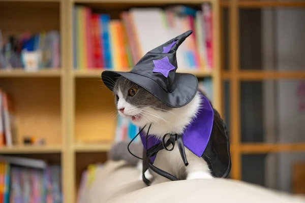 Eine Britische Kurzhaarkatze Trägt Ein Halloween Kleid Und Steht Auf Stockbild