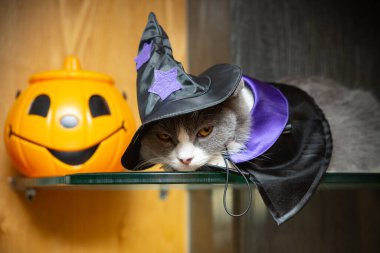 Cadılar Bayramı kıyafetli ve cama uzanmış bir İngiliz kısa hava kedisi.