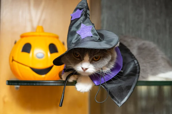 Brytyjski Kot Sukience Halloween Leżący Szkle — Zdjęcie stockowe