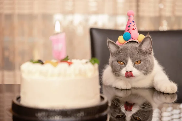 Cute British Shorthair Cat Celebrating Her Year Old Birthday — Stock Photo, Image