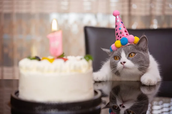 Bonito Britânico Shorthair Gato Comemorando Seu Year Old Aniversário — Fotografia de Stock