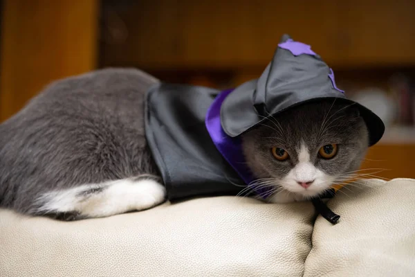 Brytyjski Kot Sukience Halloweenowej Stojący Kanapie Salonie — Zdjęcie stockowe