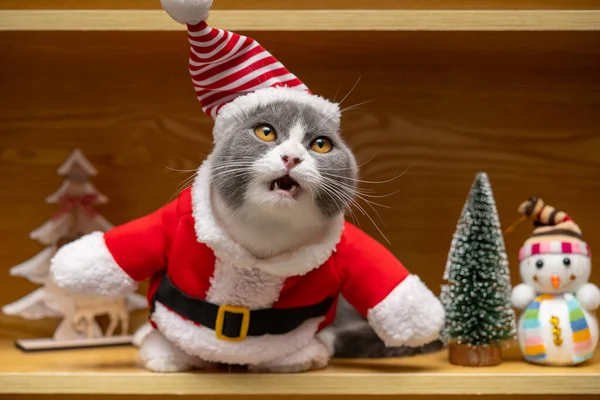 Милий Короткохвостий Кіт Покрівлею Санта Клауса Дерев Яній Шафі Стокове Фото