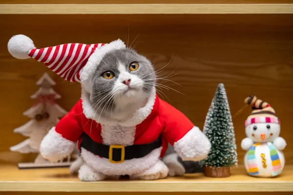 Милий Короткохвостий Кіт Покрівлею Санта Клауса Дерев Яній Шафі Ліцензійні Стокові Зображення