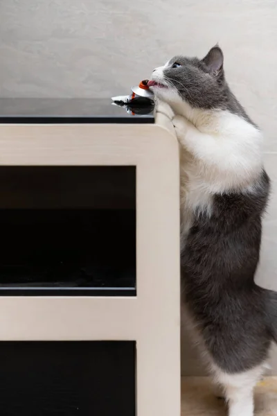 英国の短毛猫が栄養ゲルを食べようとしています — ストック写真