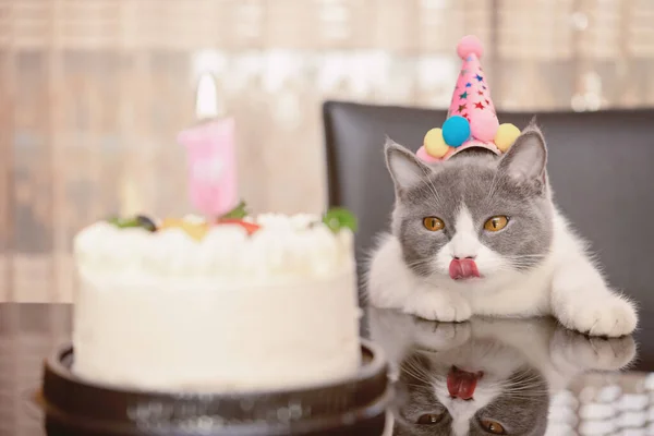 Słodkie Brytyjski Krotkie Kot Świętując Jej Letni Urodziny — Zdjęcie stockowe