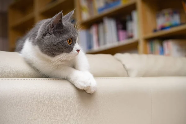 イギリスの短髪猫がリビングルームのソファに横になって — ストック写真